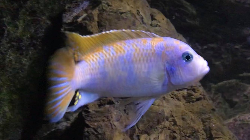 Maylandia mbenjii 'Mbenji Island'